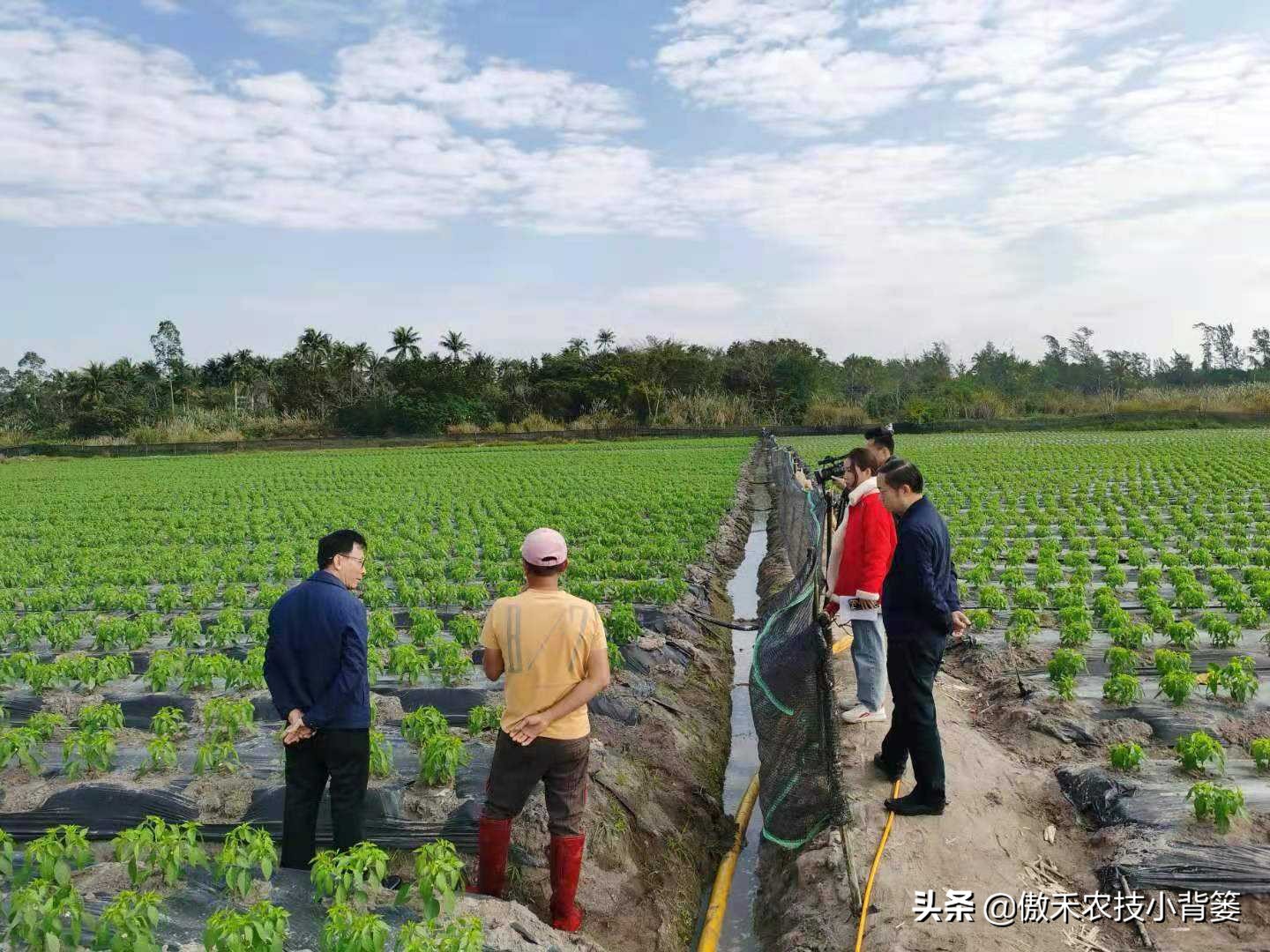 菌肥和菌剂的区别,菌肥与有机肥的区别