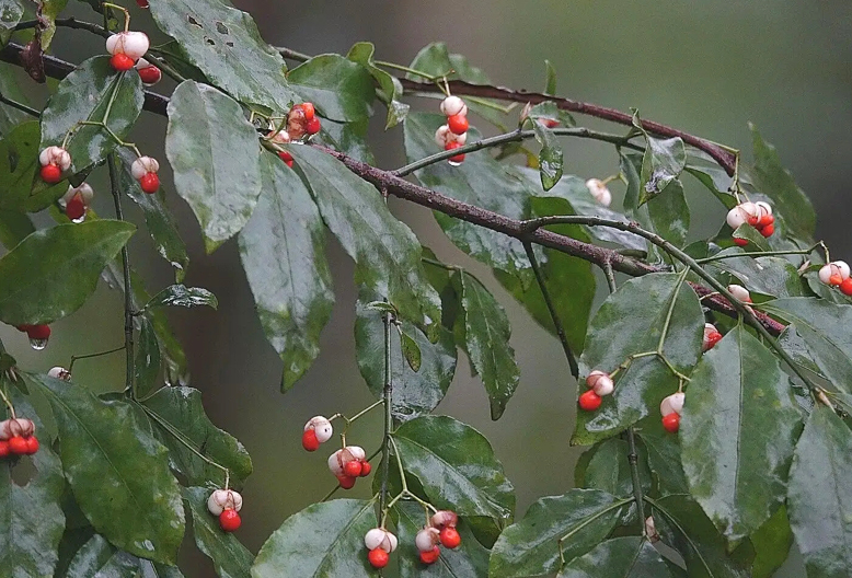 白露这天打雷下雨有什么说法,今年白露是哪天有什么说法