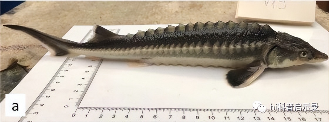 俄国鲟与中华鲟,欧洲鲟和西伯利亚鲟杂交