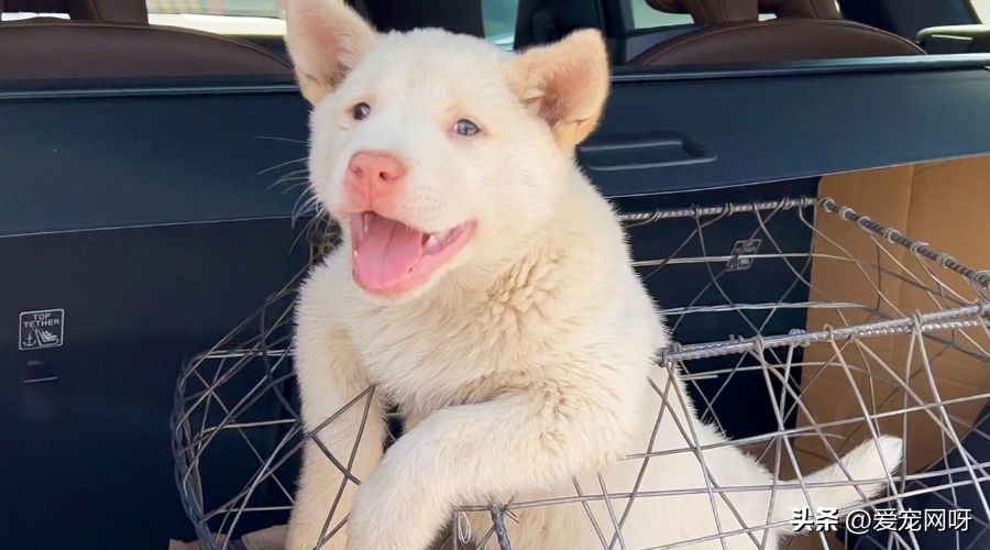 每天了解一只狗狗,每天了解一种动物