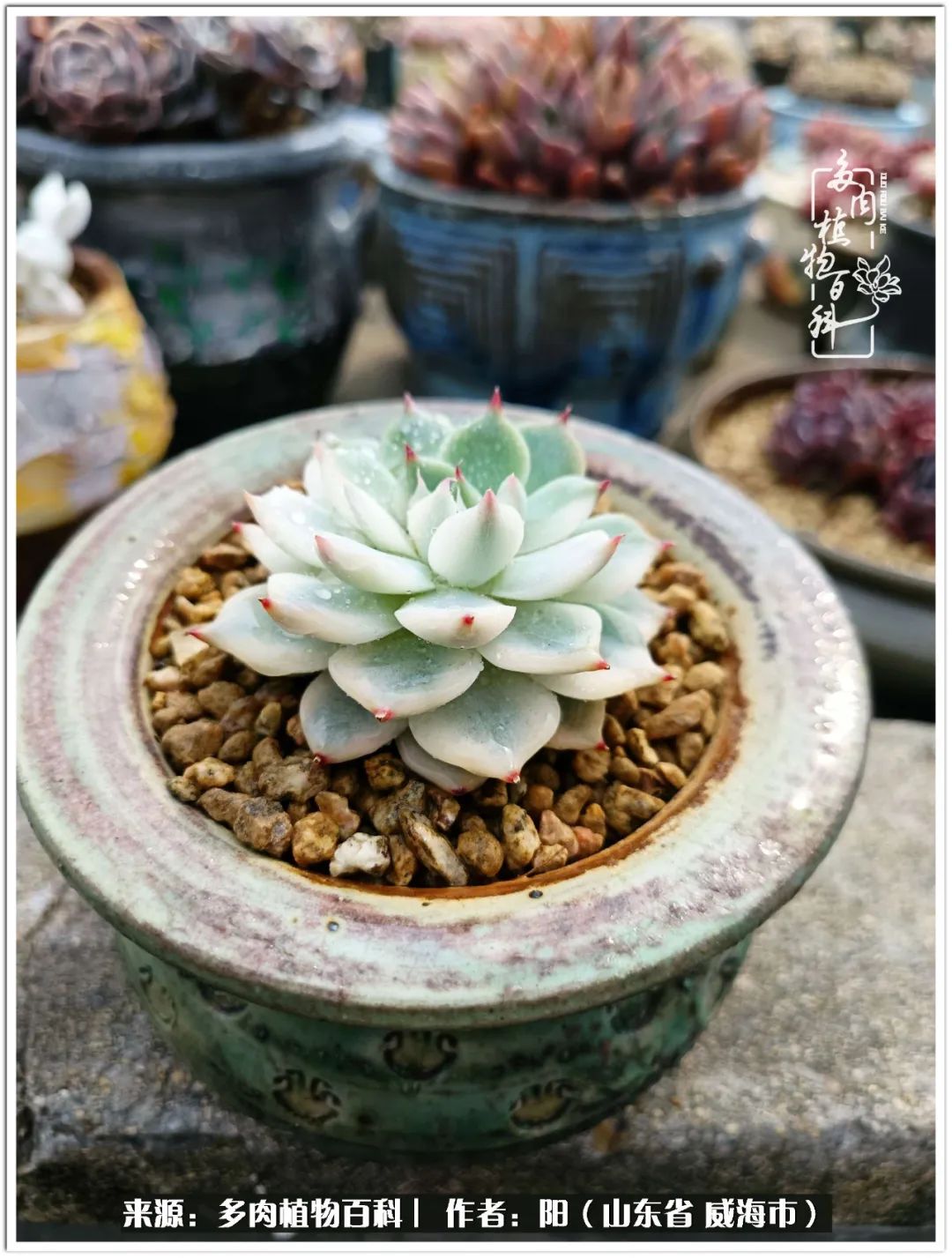 浜洪棿鐑熺伀鑷湁涓囧崈棰滆壊,浜洪棿鐑熺伀鐨嗘槸骞冲嚒棰滆壊