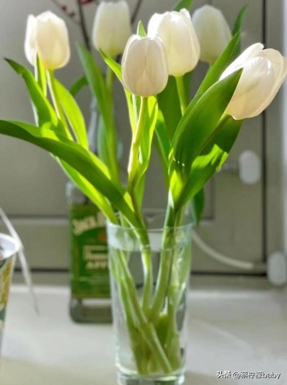 郁金香感受一下压纹的魅力,分享郁金香图片