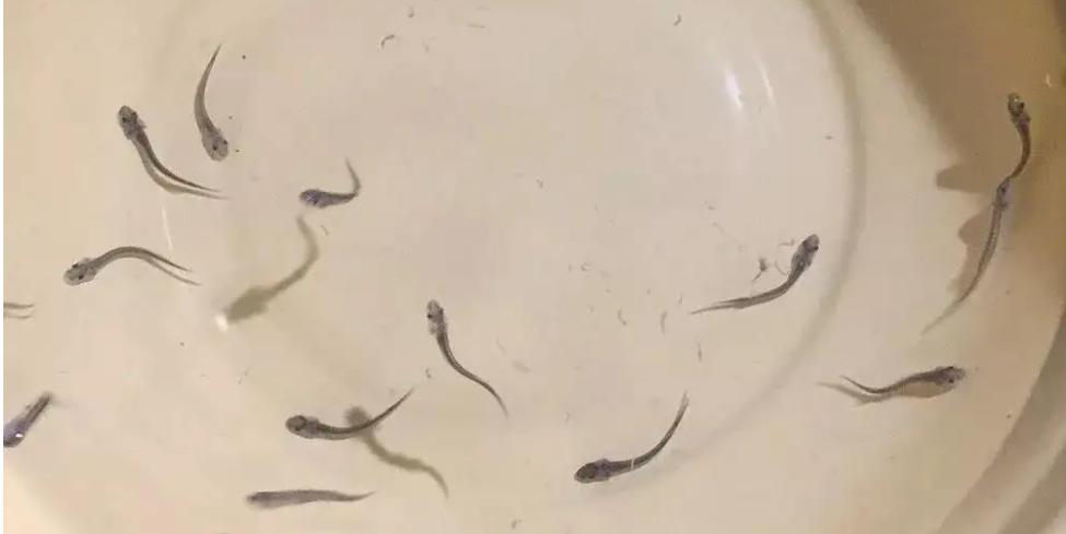 蓝色大龙渔民误捕5条中华鲟放生,渔民误捕野生中华鲟放生