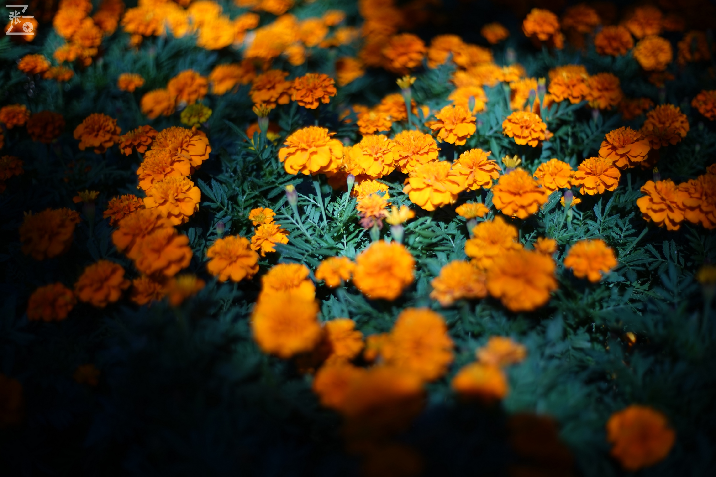 老镜头实拍,老镜头拍北京