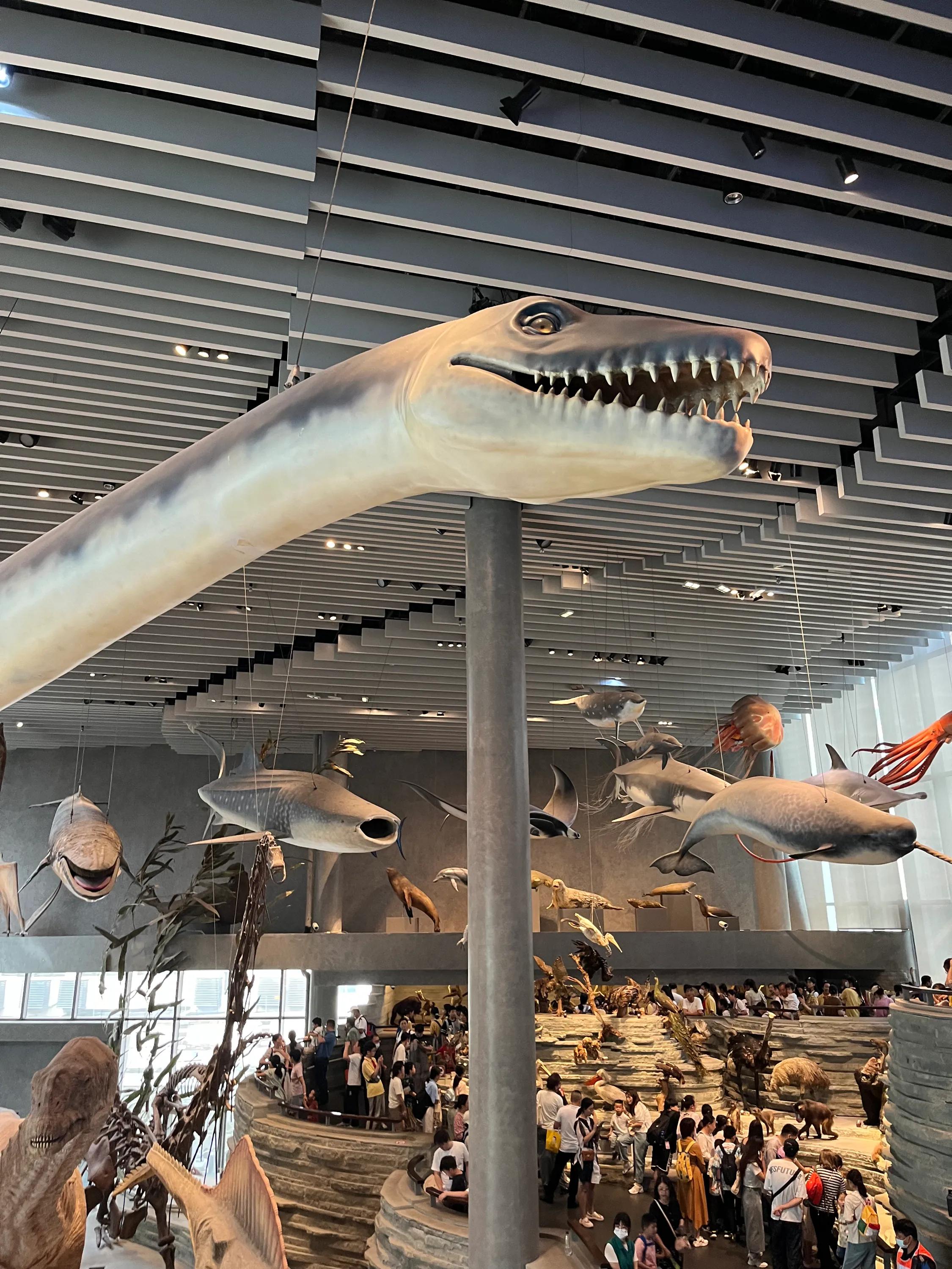 带娃上海一日游自然博物馆,上海博物馆四天三夜亲子游攻略