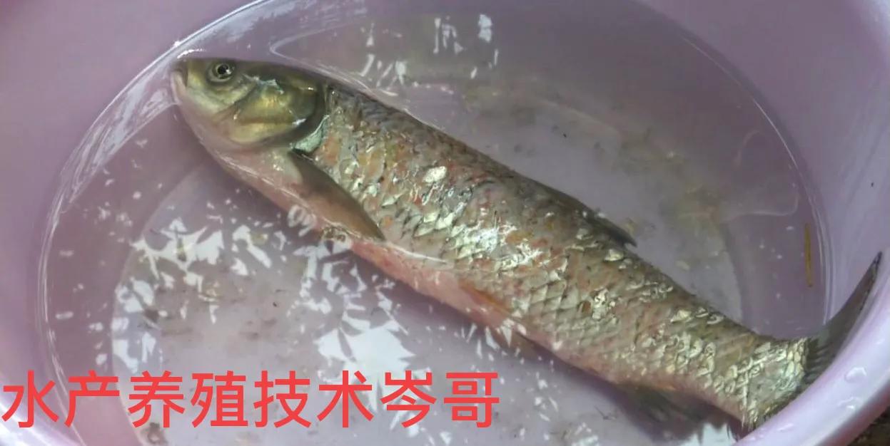 鱼塘水质铁锈色,水产养殖鱼塘水变浓绿怎么解决