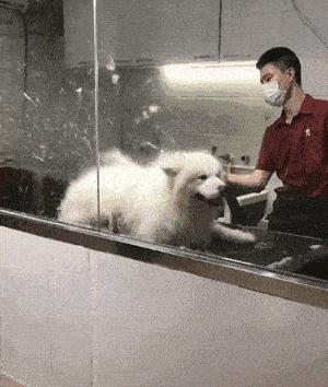 萨摩耶的优点和缺点黑色,萨摩耶的十大优点