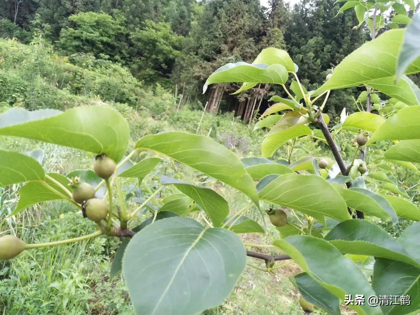 果皮光亮打什么药？多元素协同改善养分需求，才能真正净果靓果