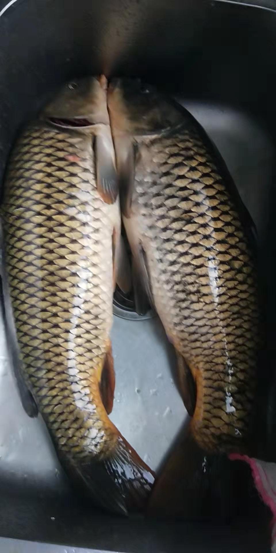 不要为春节亲戚朋友送来的滋补品而烦恼，不想吃可用来钓鱼