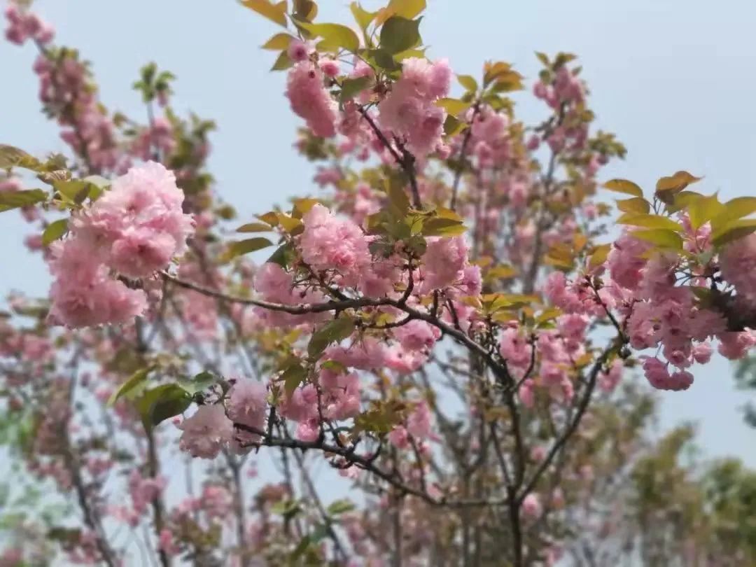 成都周边赏花烧烤一日游推荐免费,成都赏樱花露营