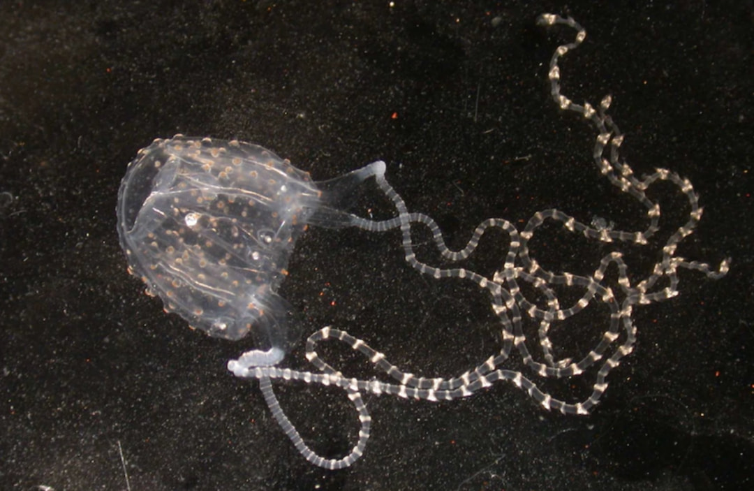 澳大利亚男子遭鲨鱼袭击身亡,澳大利亚男子游泳被鲨鱼咬伤