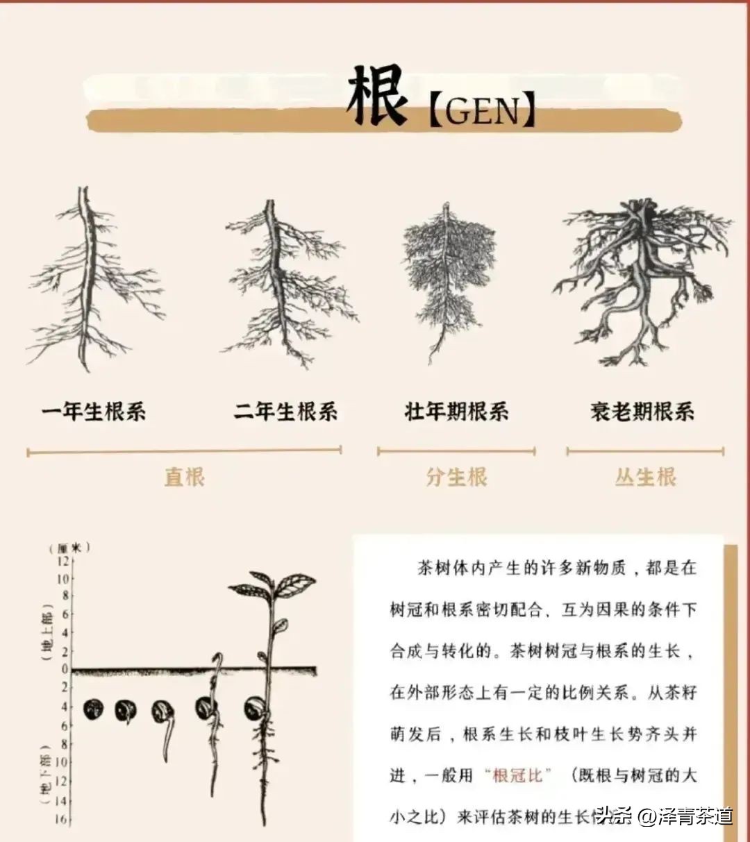 为什么茶树的南比北多,茶树生长的原因有哪些