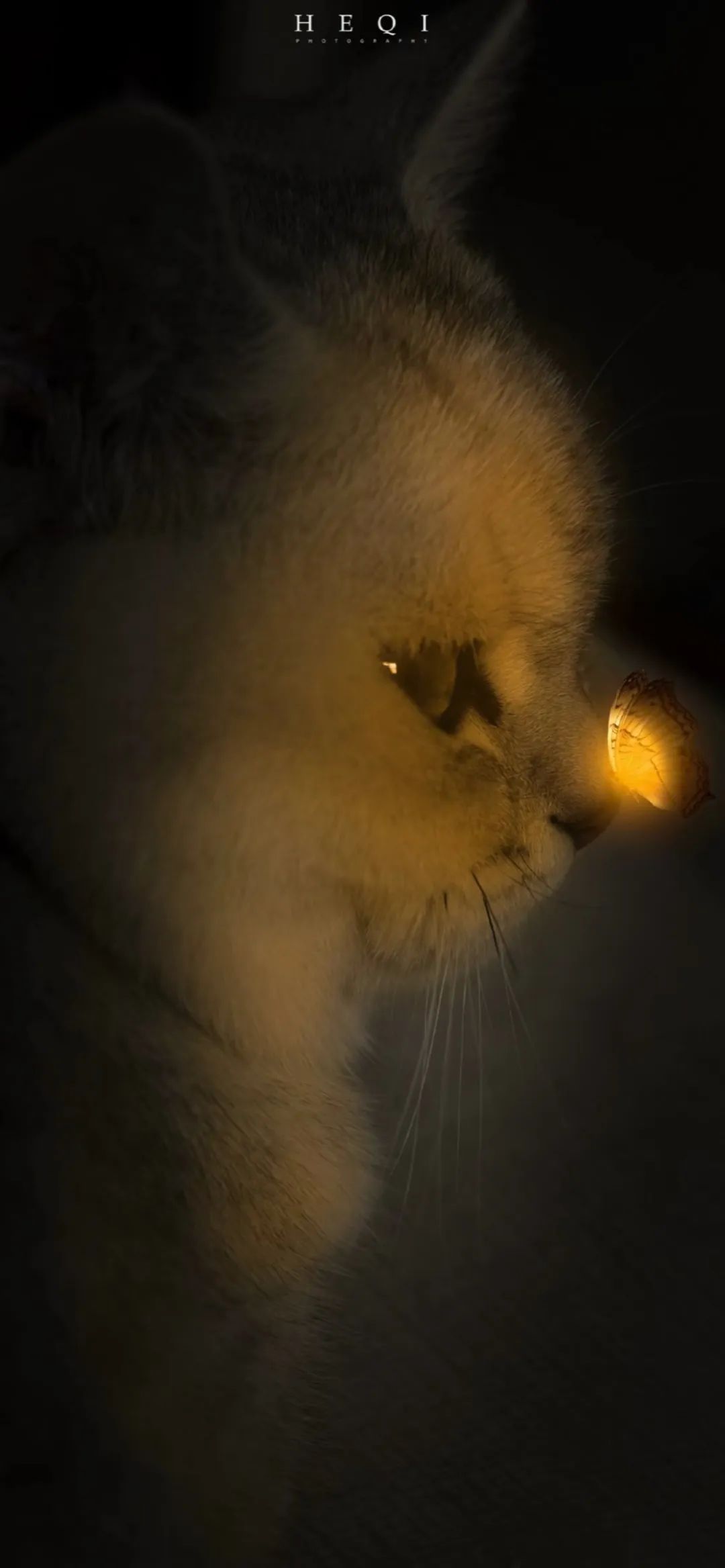 澹佺焊鎶栭煶澹佺焊,澹佺焊鎶栭煶澶у叏