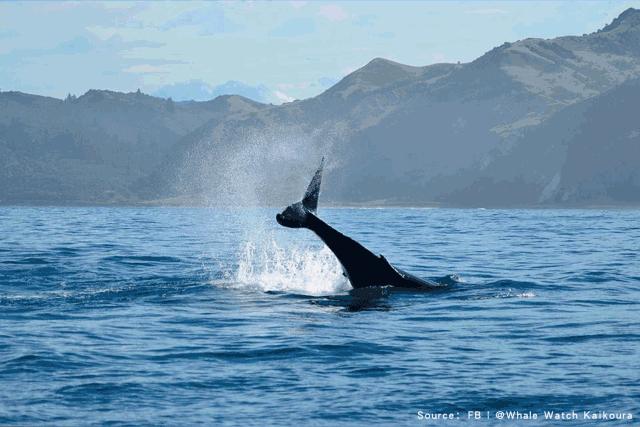 浪漫、纯净、刺激…我想要的精彩尽在新西兰