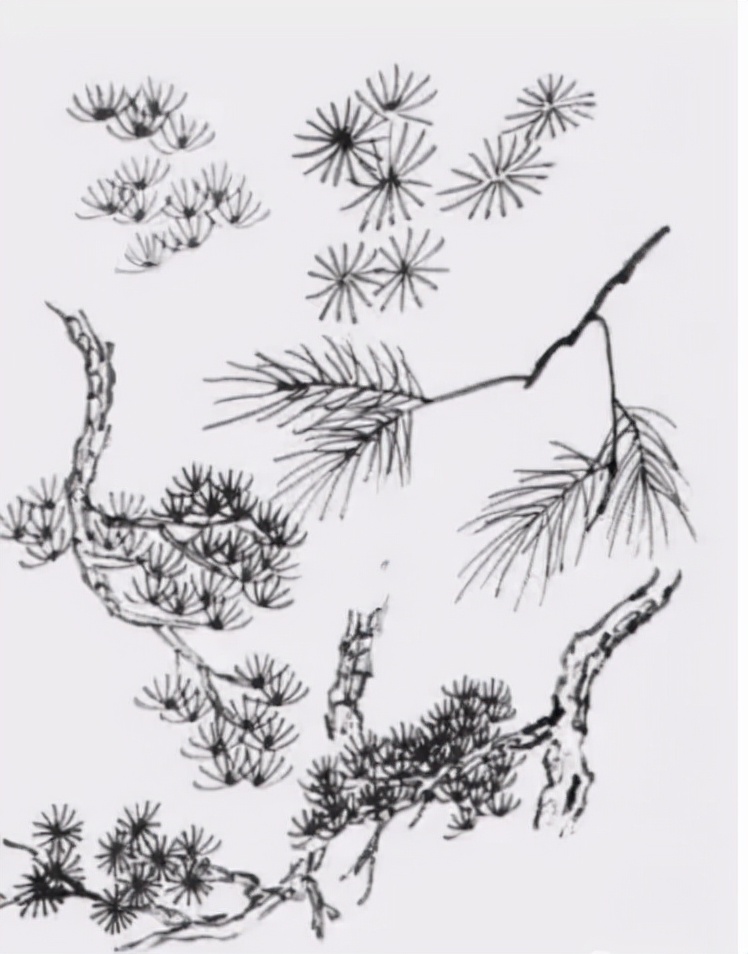 松树复杂画法,松树的十种画法