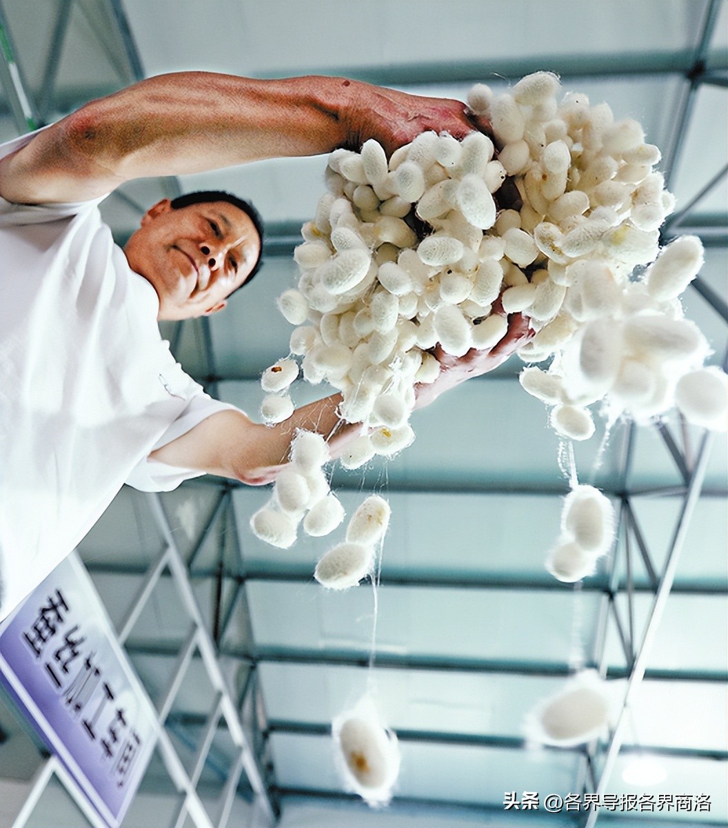 种桑树养蚕产业链有哪些新模式,乡镇蚕桑产业发展