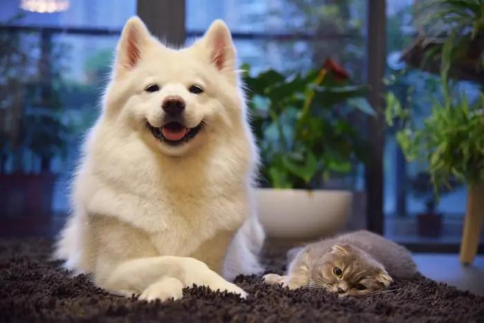 母狗和公狗养着有什么区别,母狗性格弱点