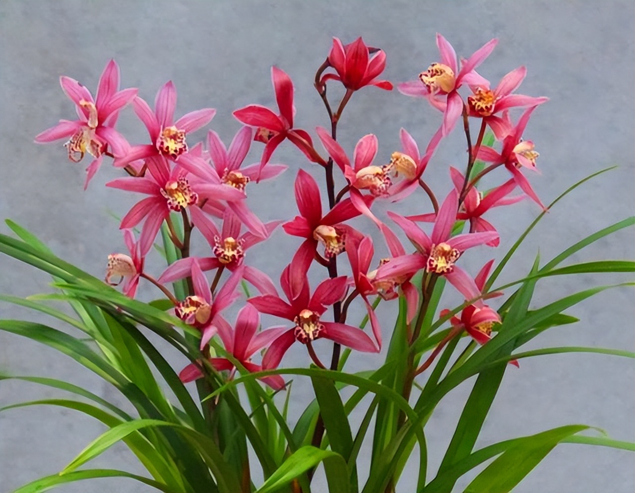 兰花高贵纯洁,高贵气质兰花图片