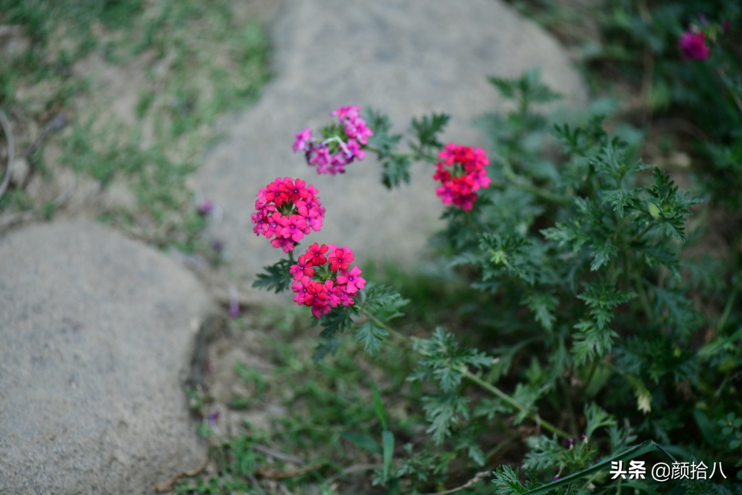 看到你的花园那么惨，我就安心了|园丁