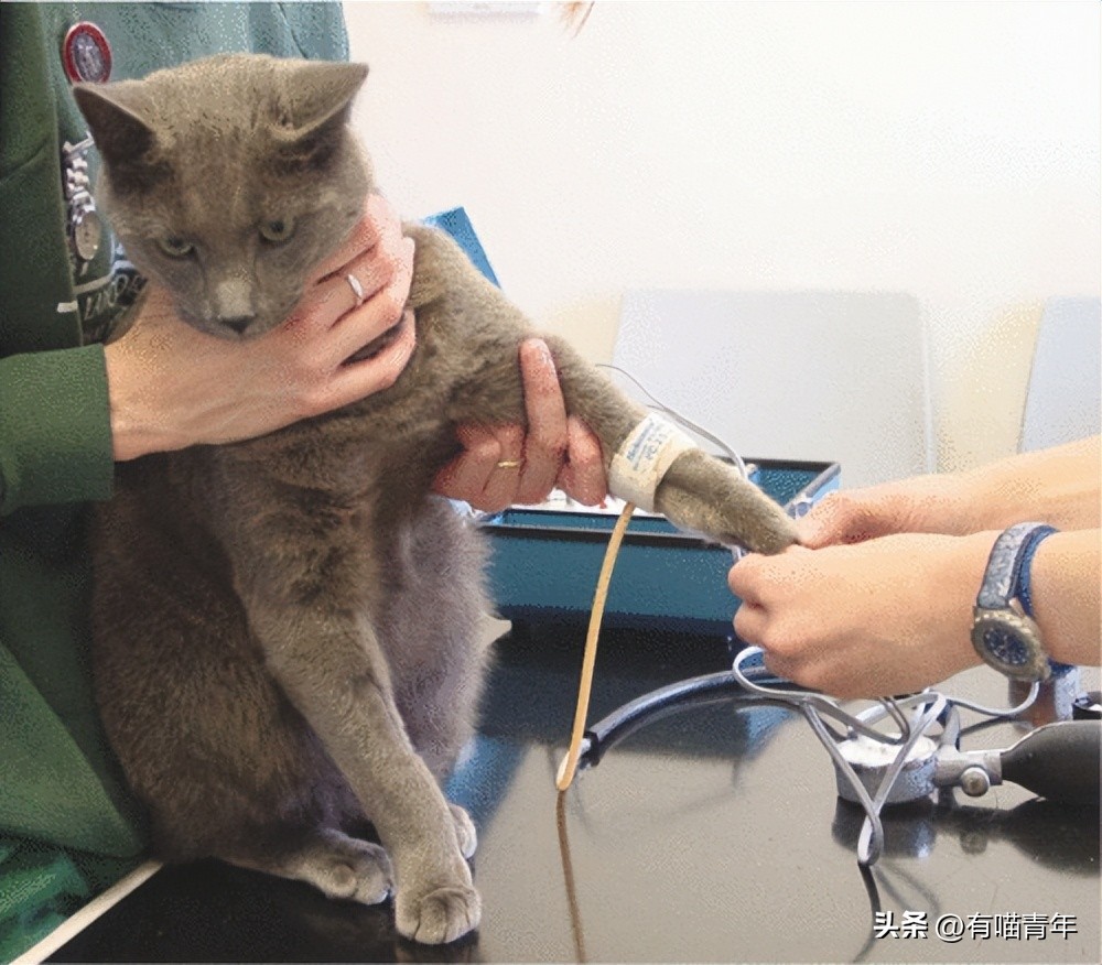 未来猫能活到30岁？？铲屎官听说后狂喜，怒捐3亿！！