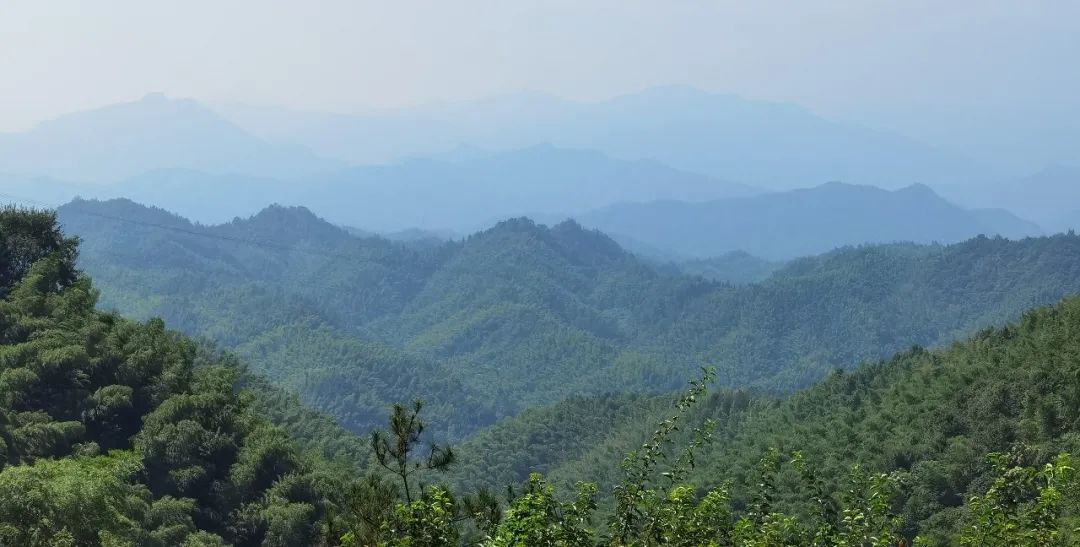 不斋,寻茶记六安瓜片