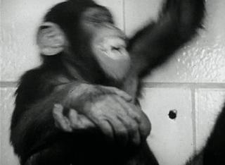 致死率100%！朊病毒无药可救且烹煮杀不死，感染后会有多恐怖？