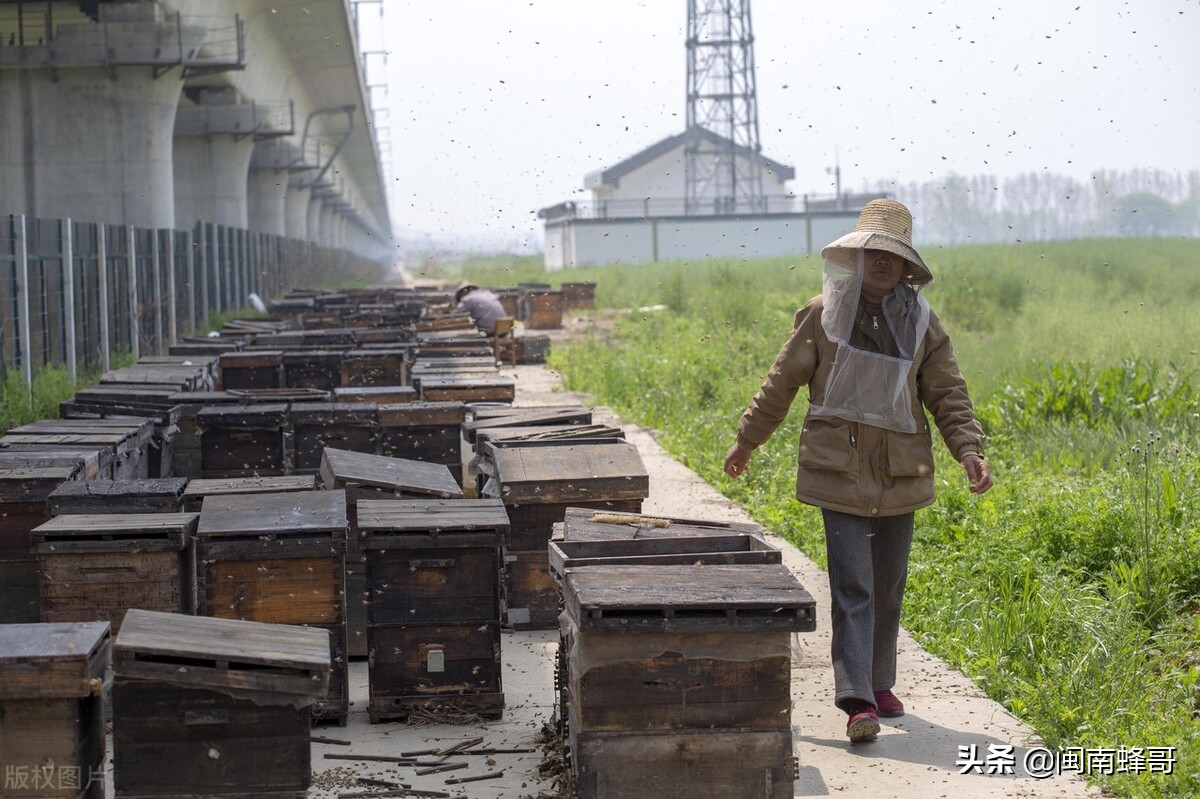 早晚温差大养蜂怎么管理,养蜂自然温好还是加温的好
