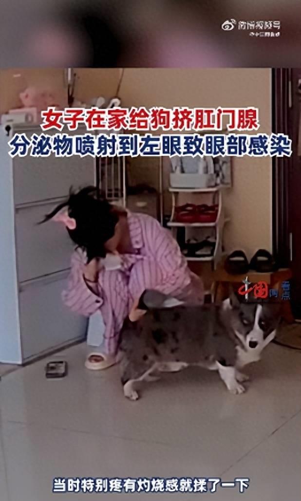 女子为宠物挤肛门腺，不慎致异物喷射眼睛，医生开消炎药治疗