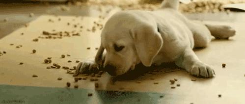 最大的拉布拉多犬,养一只拉布拉多犬真实感受