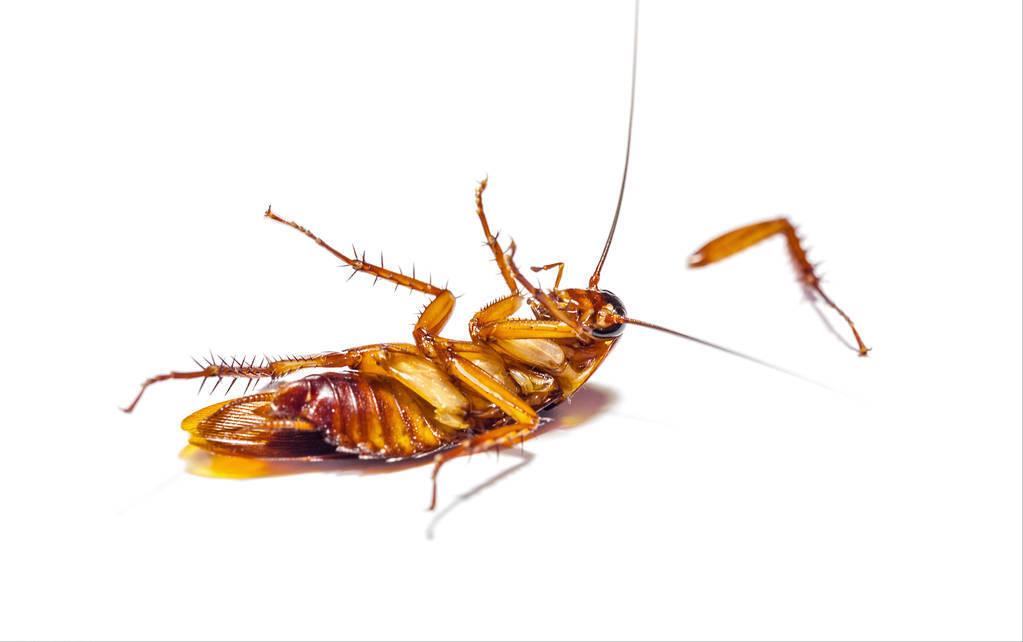 十年不吃不动还能存活的动物,可能还幸存的十大动物