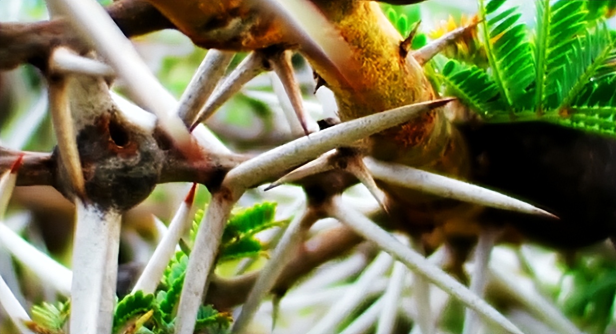 世界各地的奇风异俗（非洲篇）——非洲割礼