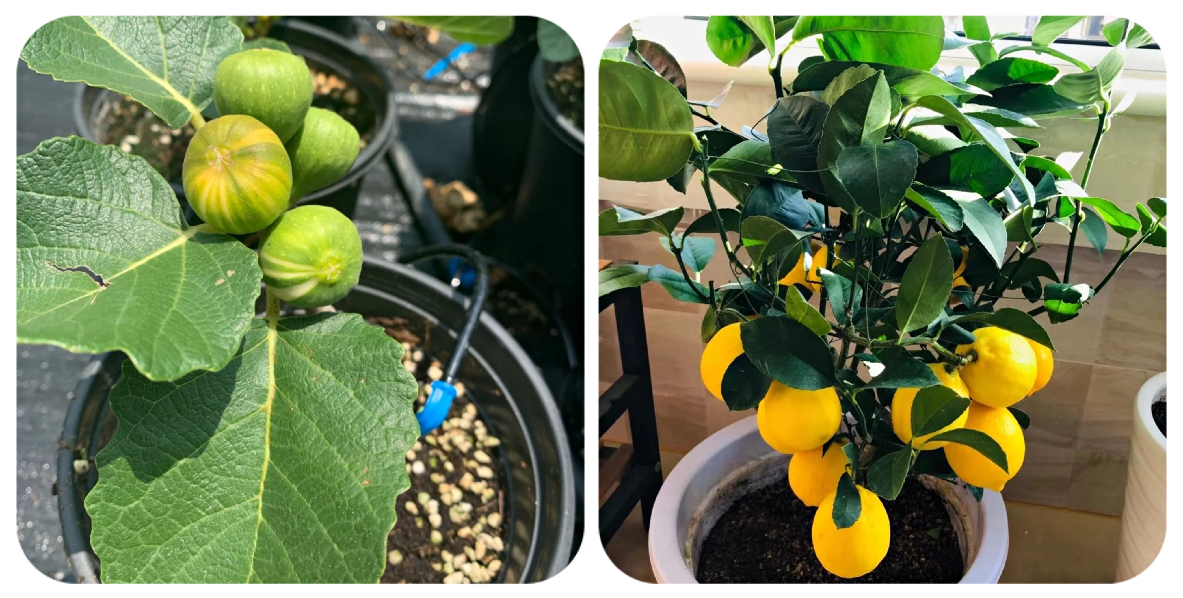 阳台上可以种什么蔬果,阳台上适合种的蔬果