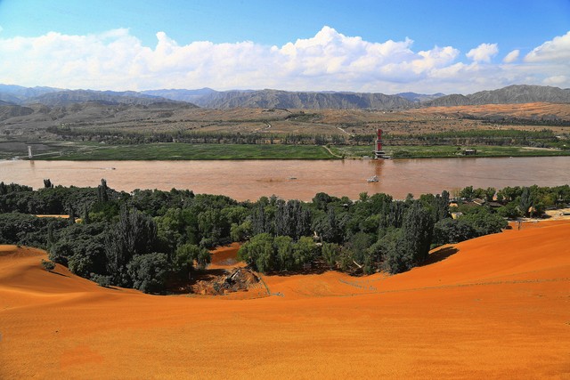 正宗宁夏红枸杞风景,宁夏红色枸杞
