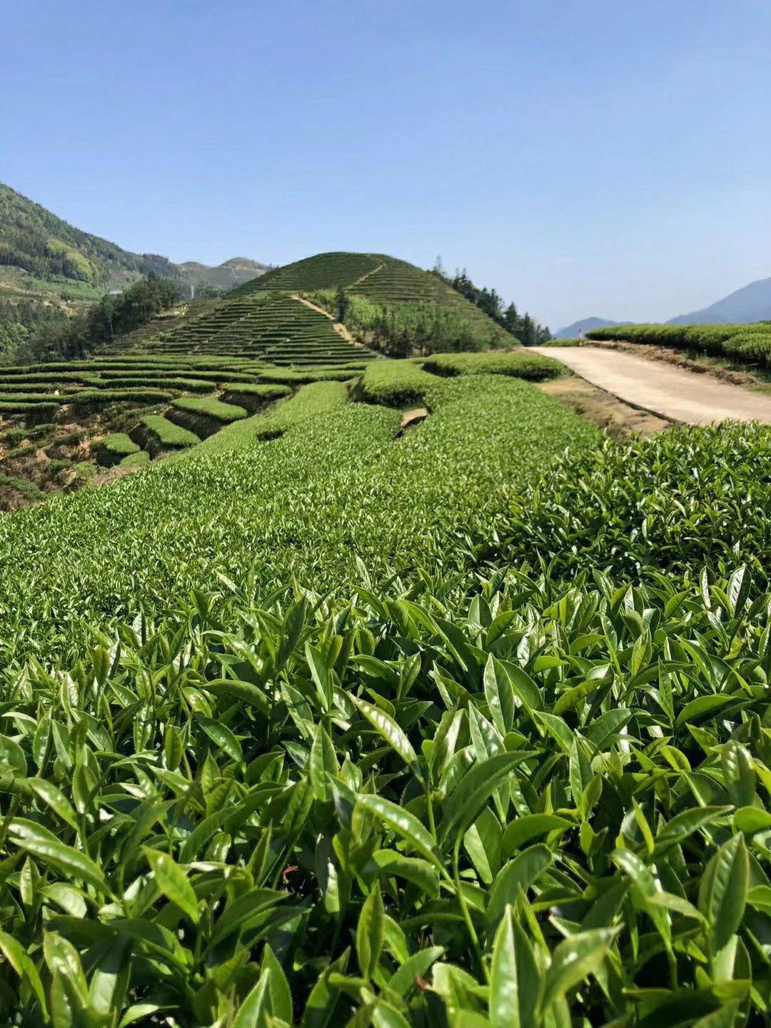 中国茶叶对外贸易的发展历史简介,世界茶叶贸易价格