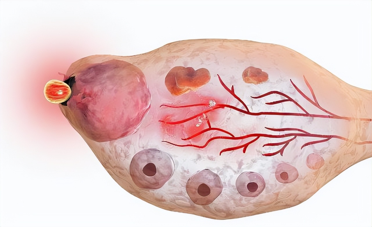 排卵期女性有什么表现,女性排卵期有哪些症状表现