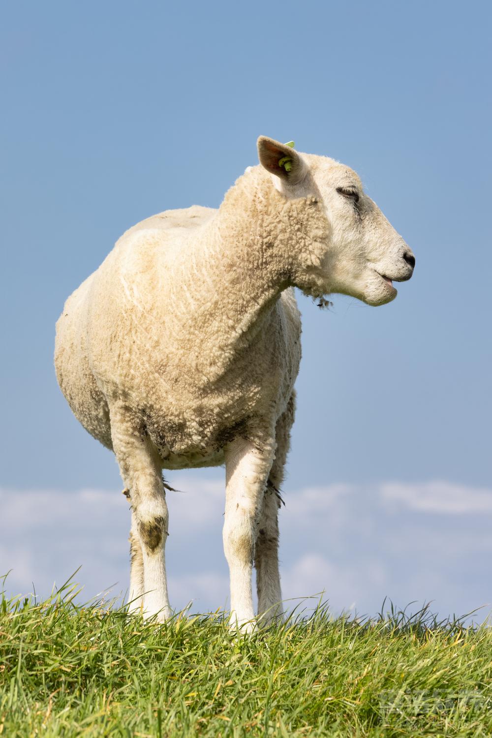 新手养羊的正确方法和注意事项,养羊新手必须了解的基本养羊常识