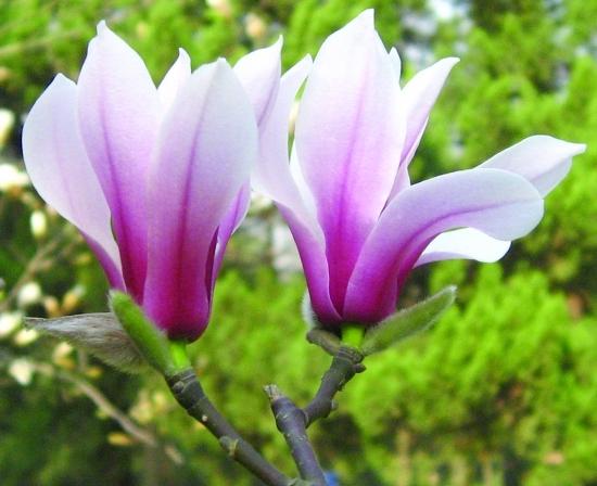 园林风景植物之玉兰