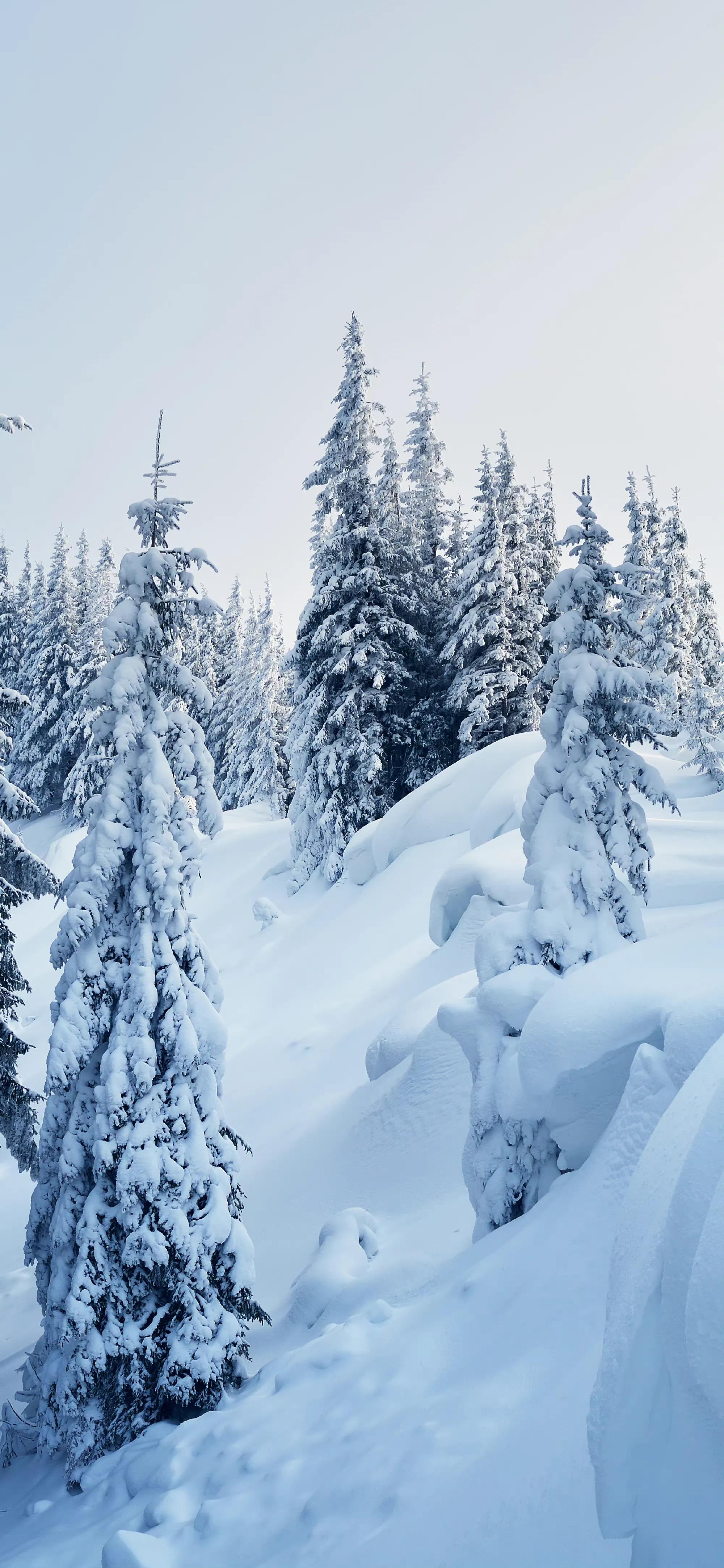 品读七首大雪诗词,大雪时节的唯美诗词