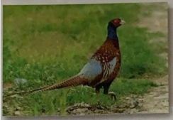 金丝燕科普视频,金丝燕的介绍