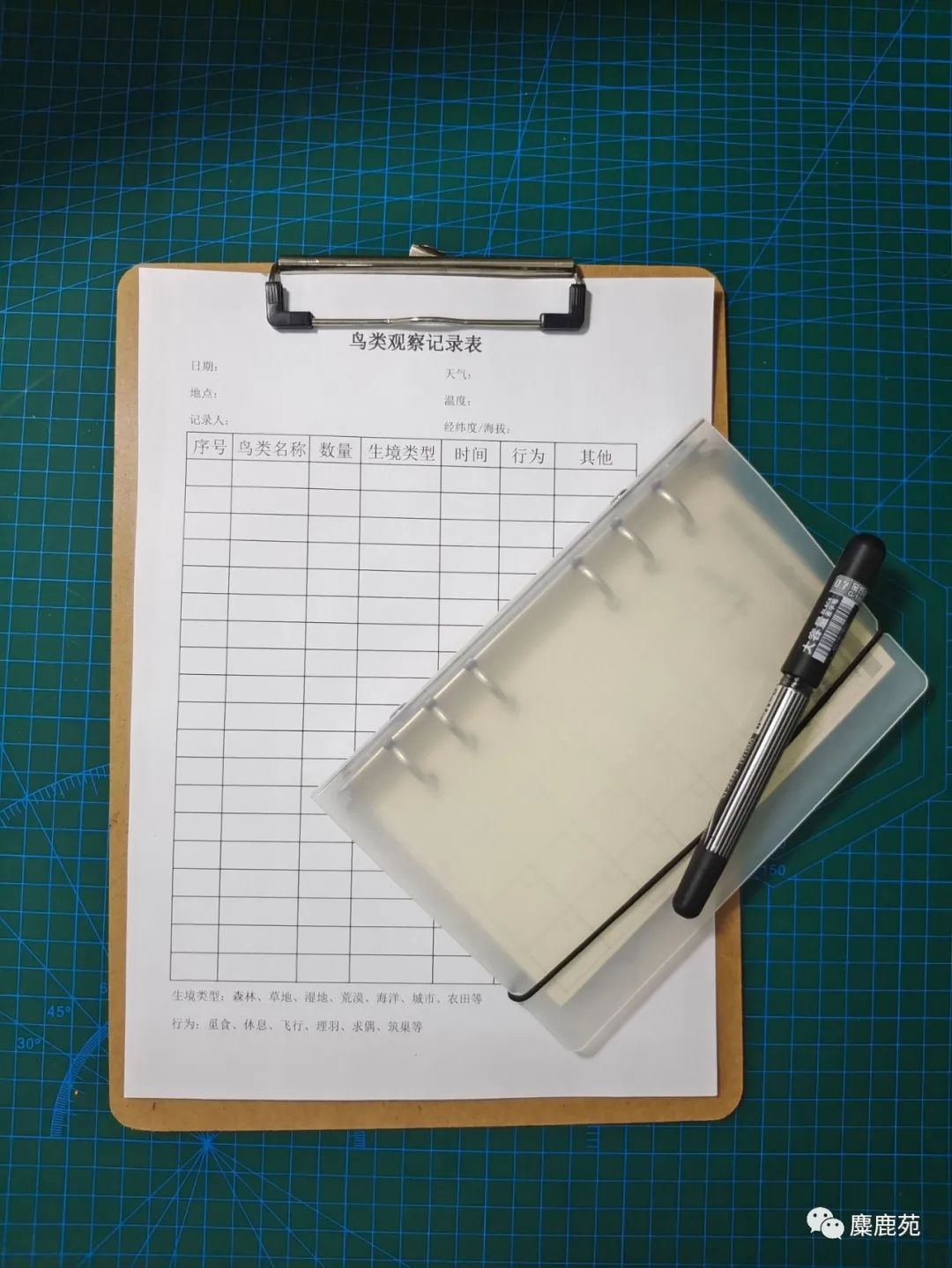 鸟类科普教学,鸟类科普课程