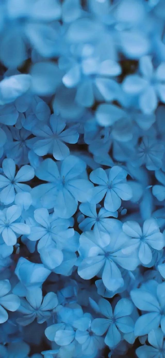 唯美手机壁纸高级感,唯美手机壁纸高清全面屏