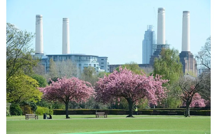 伦敦3月樱花,伦敦樱花季