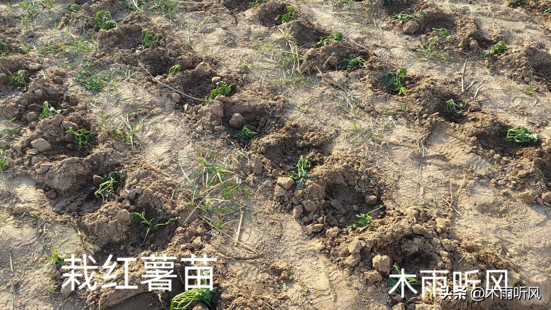 怎么种植经济效益高,怎么种植高品质农产品