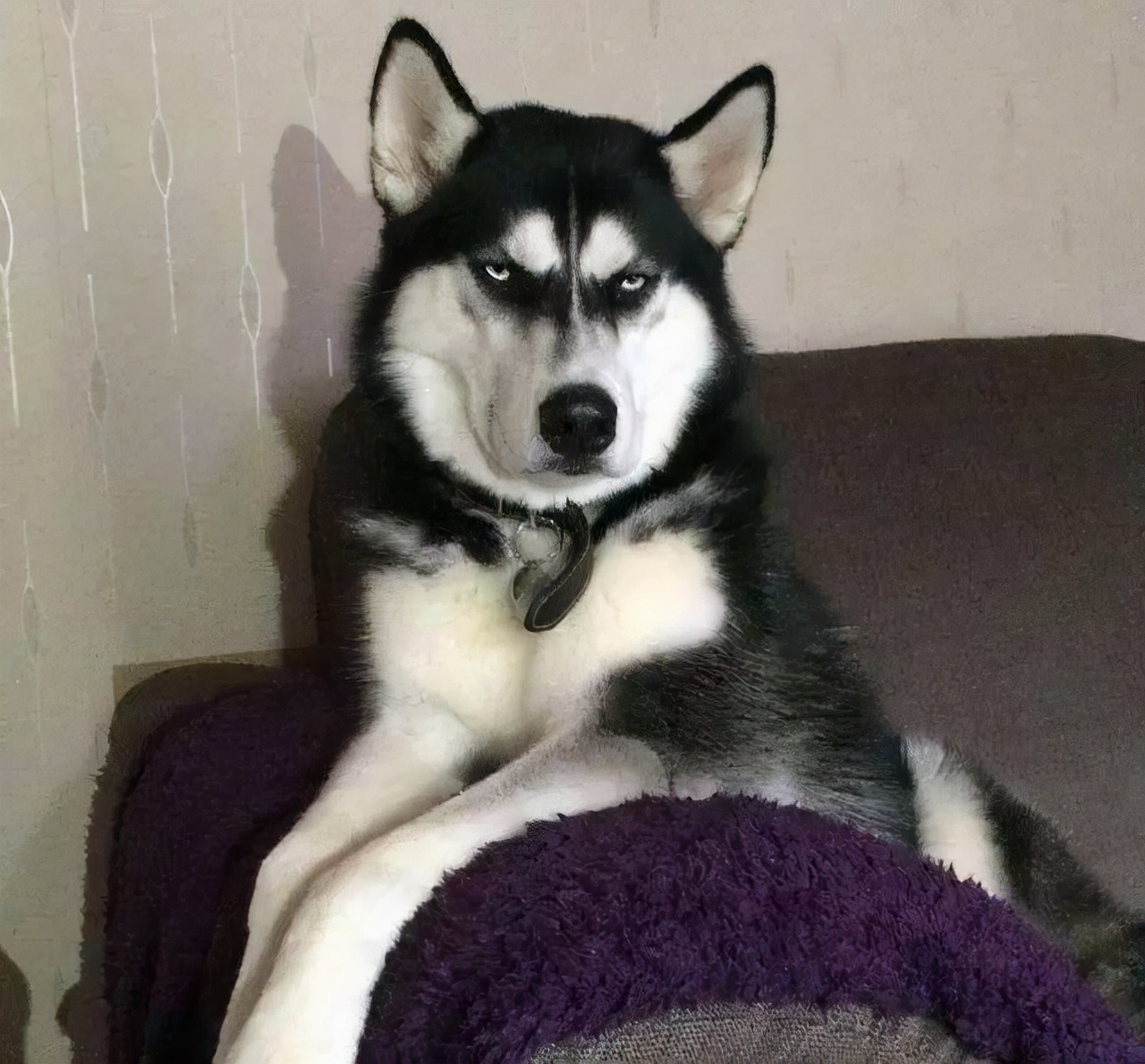 哈士奇拉稀怎么办最有效的方法,养狗攻略金毛