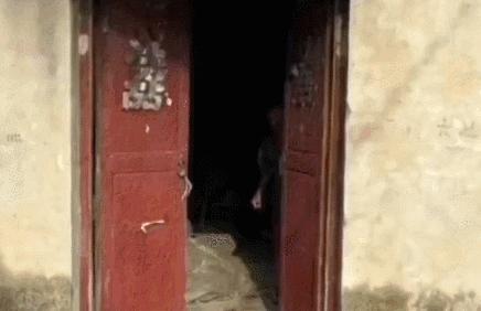 养猫有什么办法驱蚊子,养猫不可以用蚊香怎么驱蚊