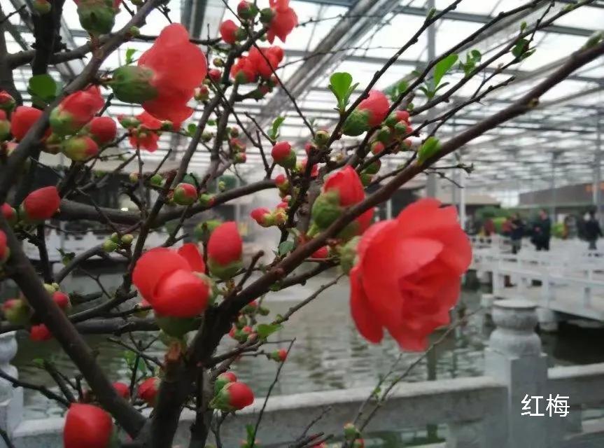 100种花草图片欣赏,50种花草图片大全