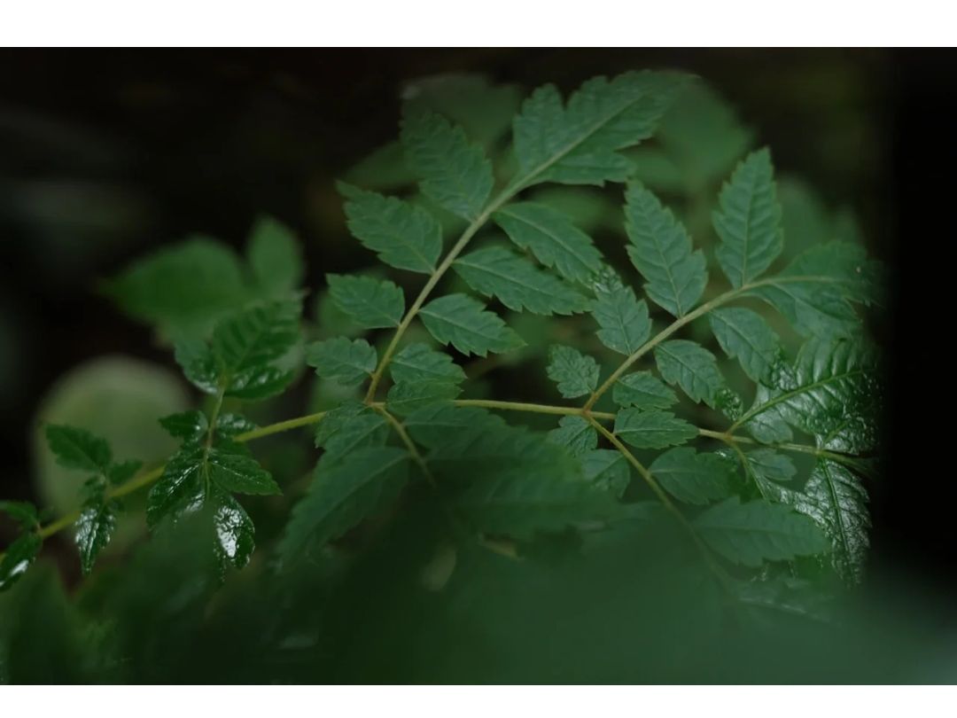 富士xt4相机怎么调色,富士相机内调色参数介绍