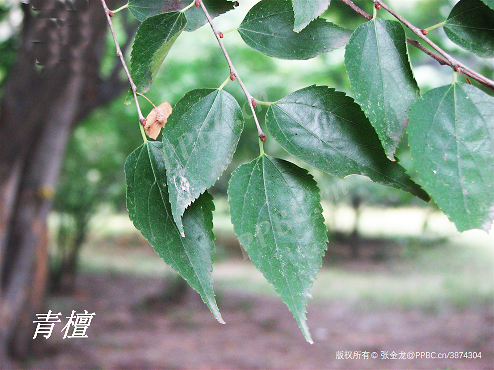 诗经中的伐檀,诗经伐檀是指哪里