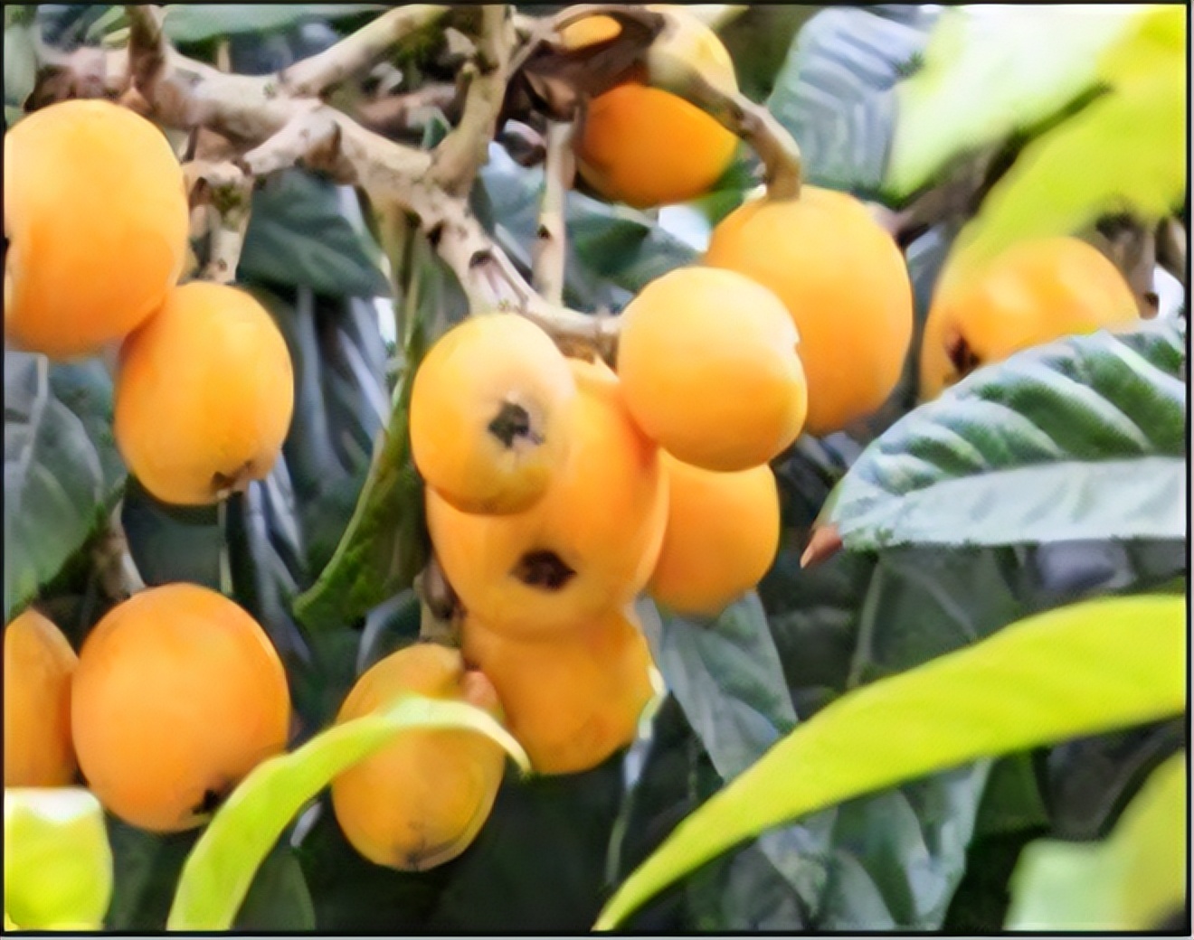 潘高寿中华老字号,中华老字号广州白云山潘高寿