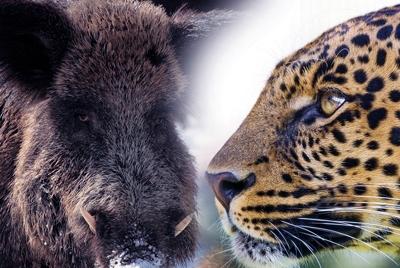 花豹捕获最大野猪,连老虎都不怕的野猪为什么怕花豹